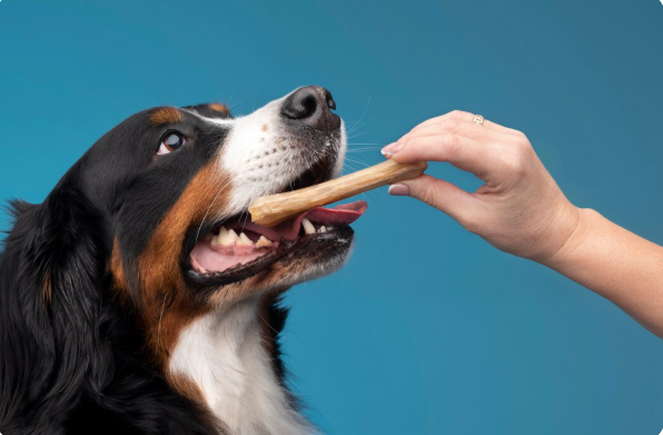 Large Bully Sticks for Dogs That Love Long Lasting Chews